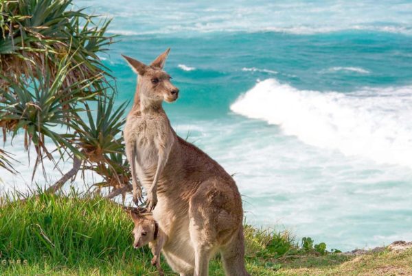 Stradbroke Island Chauffeur