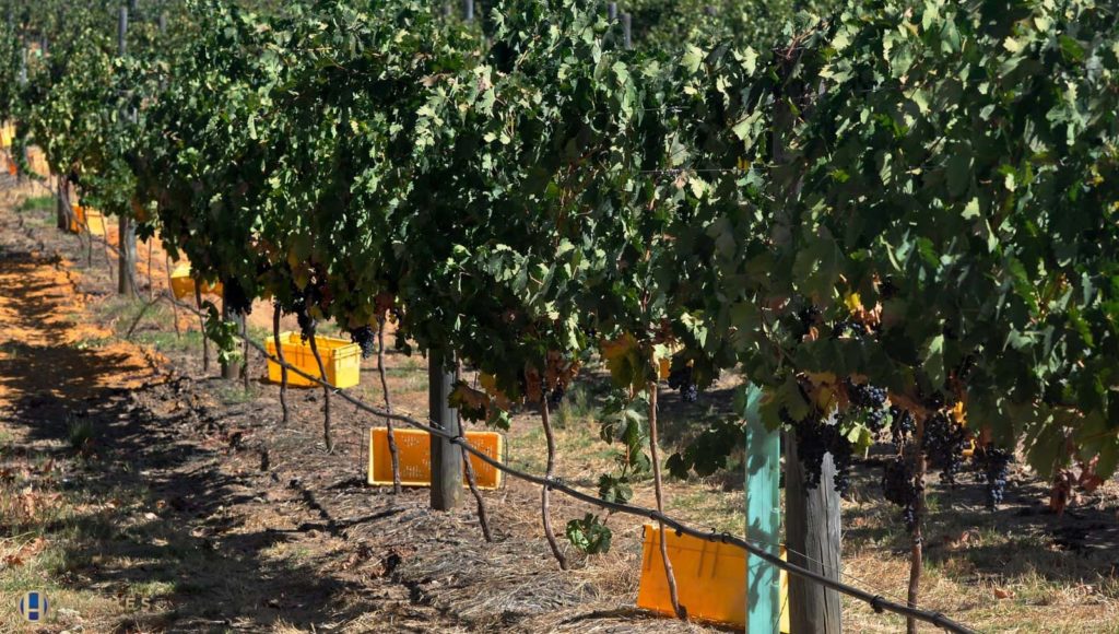 Swan Valley Western Australia Chauffeur